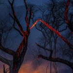 protecao-ambiental-passa-por-retrocesso-historico-em-toda-a-america-latina