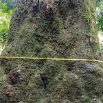 jequitiba-rosa-com-cerca-de-500-anos-e-localizado-em-parque-no-rio