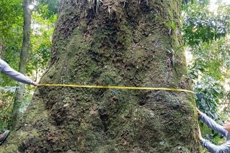 jequitiba-rosa-com-cerca-de-500-anos-e-localizado-em-parque-no-rio