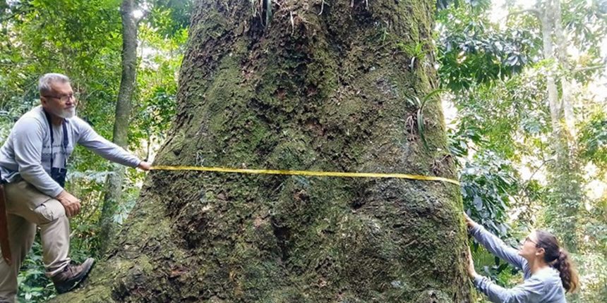 jequitiba-rosa-com-cerca-de-500-anos-e-localizado-em-parque-no-rio