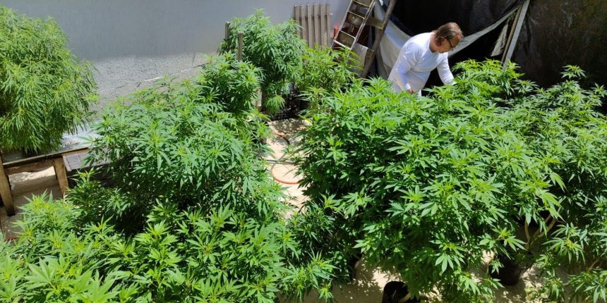agu-pede-mais-tempo-para-regular-uso-da-cannabis-medicinal