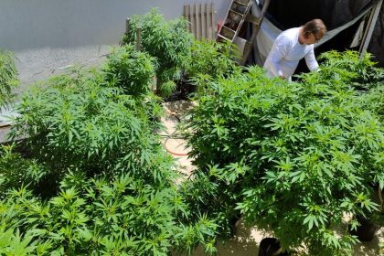 agu-pede-mais-tempo-para-regular-uso-da-cannabis-medicinal