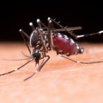 estudo-brasileiro-comprova-que-virus-da-zika-pode-causar-resistencia-a-insulina-no-cerebro