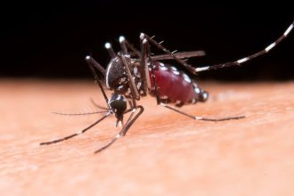 estudo-brasileiro-comprova-que-virus-da-zika-pode-causar-resistencia-a-insulina-no-cerebro
