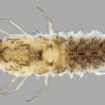 da-curiosidade-a-preservacao:-o-imenso-papel-da-divulgacao-cientifica-na-valorizacao-da-amazonia