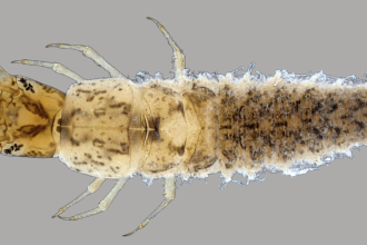 da-curiosidade-a-preservacao:-o-imenso-papel-da-divulgacao-cientifica-na-valorizacao-da-amazonia