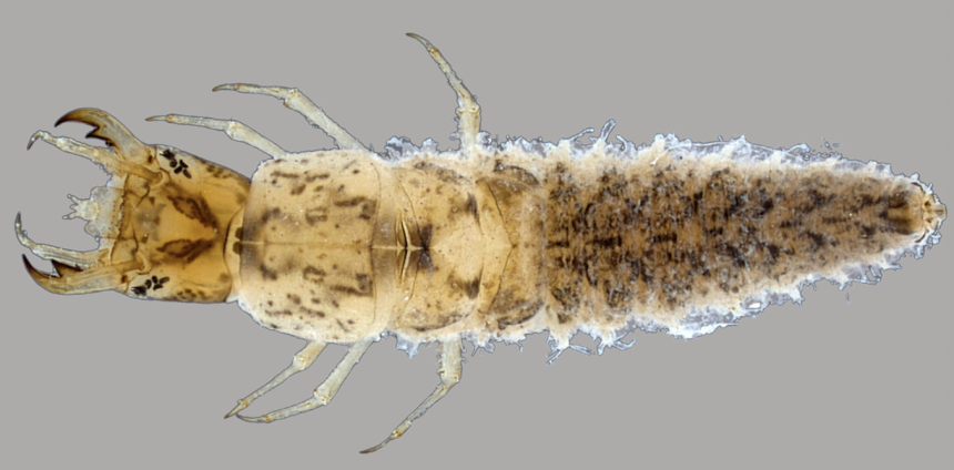 da-curiosidade-a-preservacao:-o-imenso-papel-da-divulgacao-cientifica-na-valorizacao-da-amazonia