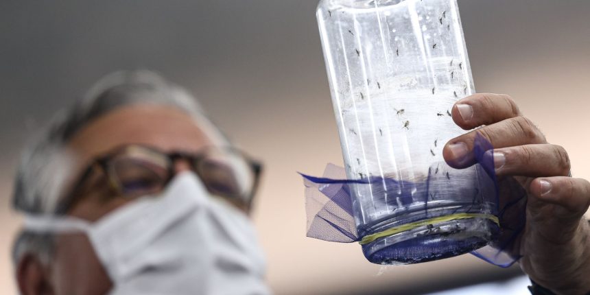 fabrica-de-mosquitos-oferece-tecnologias-para-reducao-da-dengue