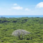 fenologia:-conheca-a-‘analise-temporal’-das-florestas,-que-ajuda-a-preservar-a-saude-do-planeta