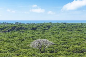 fenologia:-conheca-a-‘analise-temporal’-das-florestas,-que-ajuda-a-preservar-a-saude-do-planeta