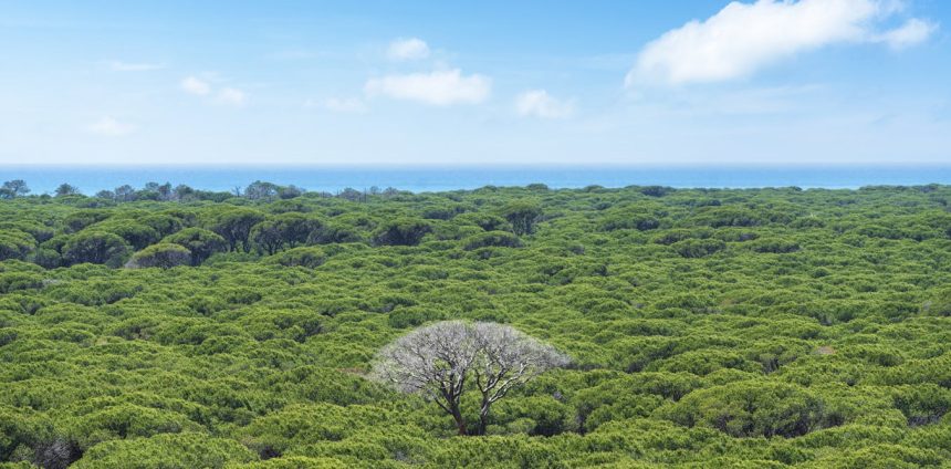 fenologia:-conheca-a-‘analise-temporal’-das-florestas,-que-ajuda-a-preservar-a-saude-do-planeta