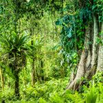 ‘fundo-florestas-tropicais-para-sempre’-levanta-questoes-sobre-formas-de-financiar-preservacao