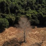 brasil-pode-suprir-demanda-por-bioenergia-sem-desmatar,-aponta-estudo