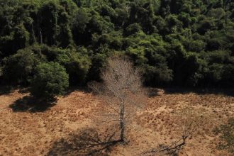 brasil-pode-suprir-demanda-por-bioenergia-sem-desmatar,-aponta-estudo