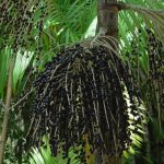 projeto-transforma-areas-de-queimada-em-producao-sustentavel-no-marajo