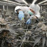 capitalismo-canabico:-apoiada-ate-por-trump,-maconha-ganha-novo-status-na-industria-farmaceutica