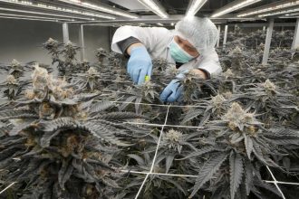capitalismo-canabico:-apoiada-ate-por-trump,-maconha-ganha-novo-status-na-industria-farmaceutica