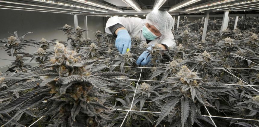 capitalismo-canabico:-apoiada-ate-por-trump,-maconha-ganha-novo-status-na-industria-farmaceutica