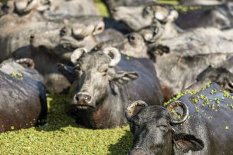 fazendeiro-planeja-criar-“universidade-do-bufalo”-na-ilha-de-marajo