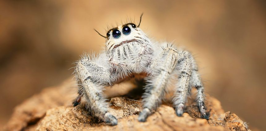 como-o-mundo-se-parece-aos-olhos-de-uma-aranha