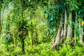 ‘fundo-florestas-tropicais-para-sempre’-levanta-questoes-sobre-formas-de-financiar-preservacao