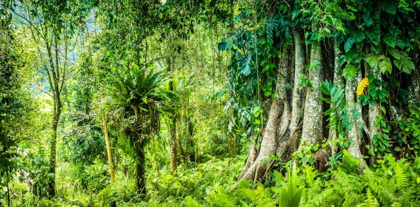 ‘fundo-florestas-tropicais-para-sempre’-levanta-questoes-sobre-formas-de-financiar-preservacao
