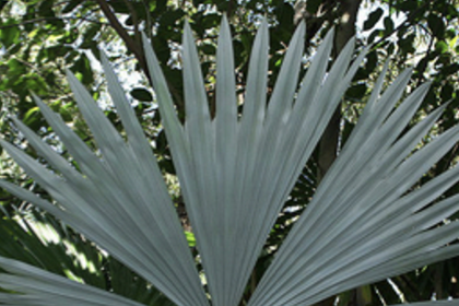 plantas-cognatas:-conceito,-usos-e-conservacao-das-plantas-que-‘parecem,-mas-nao-sao’
