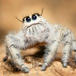 como-o-mundo-se-parece-aos-olhos-de-uma-aranha