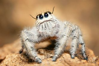 como-o-mundo-se-parece-aos-olhos-de-uma-aranha