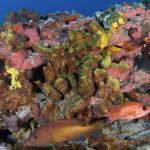 recifes-e-outros-ecossistemas-marinhos-brasileiros-tambem-precisam-ser-prioridade-na-cop-30