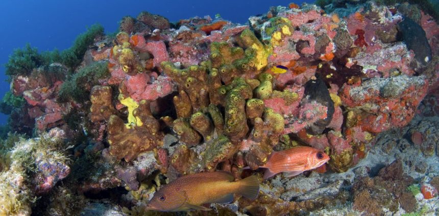 recifes-e-outros-ecossistemas-marinhos-brasileiros-tambem-precisam-ser-prioridade-na-cop-30
