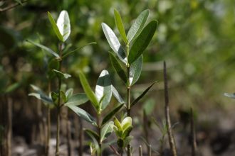 programa-restaura-amazonia-aprova-17-projetos-em-assentamentos