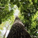 florestas-publicas:-certificacao-de-credito-podera-ser-internacional