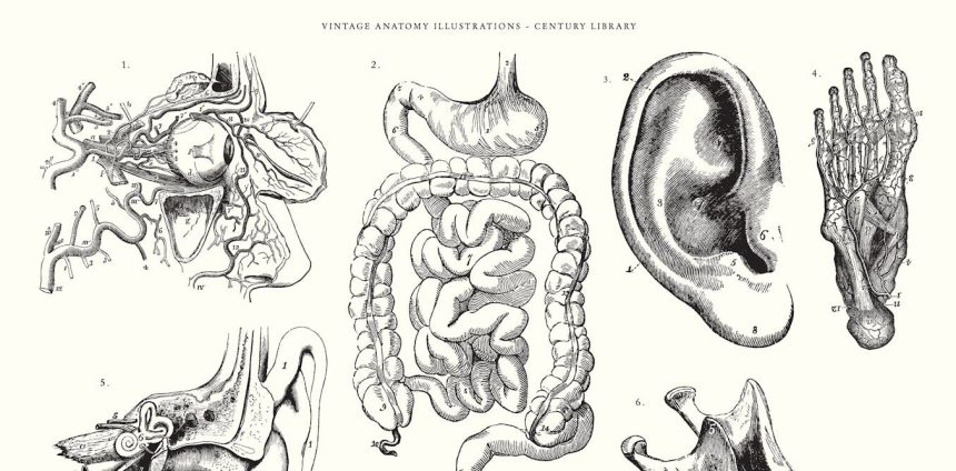 a-sinistra-historia-das-ilustracoes-medicas-e-a-questao-do-consentimento