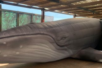 jardim-botanico-do-rio-expoe-replica-de-jubarte-por-conscientizacao