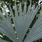 plantas-cognatas:-conceito,-usos-e-conservacao-das-plantas-que-‘parecem,-mas-nao-sao’