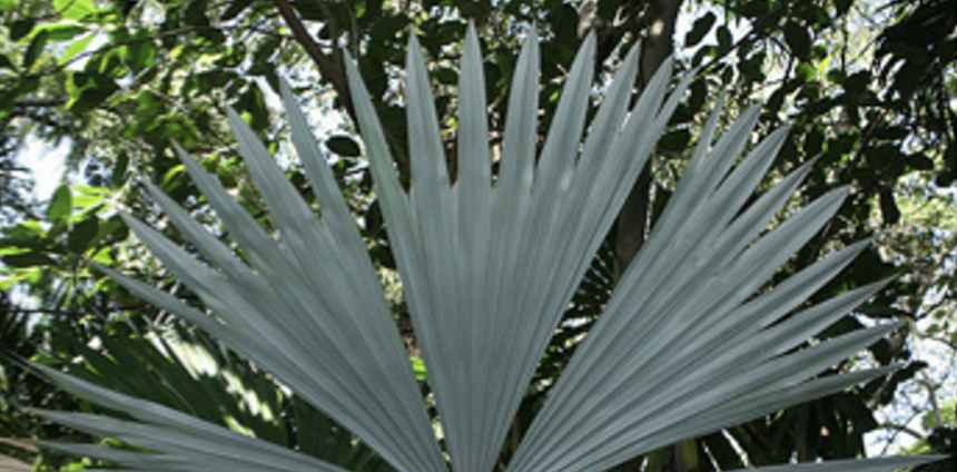 plantas-cognatas:-conceito,-usos-e-conservacao-das-plantas-que-‘parecem,-mas-nao-sao’