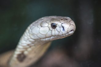 estudo-preve-substituicao-de-roedor-em-testes-antiveneno-de-serpentes