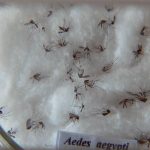 pesquisa-do-butantan-padroniza-nomenclatura-de-virus-da-dengue