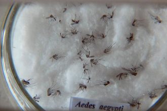 pesquisa-do-butantan-padroniza-nomenclatura-de-virus-da-dengue
