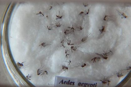 pesquisa-do-butantan-padroniza-nomenclatura-de-virus-da-dengue