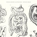 a-sinistra-historia-das-ilustracoes-medicas-e-a-questao-do-consentimento