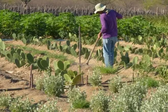 cmn-simplifica-credito-rural-a-populacoes-tradicionais-e-extrativistas