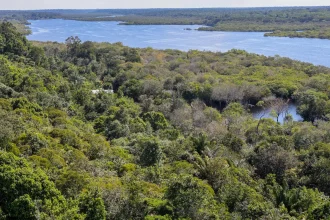 revista-the-economist-elogia-acoes-do-brasil-para-salvar-as-florestas