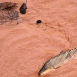 samarco-e-vale-sao-multadas-em-mais-de-r$-1,8-bilhao