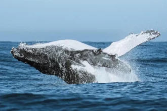 festival-une-ciencia,-tecnologia-e-meio-ambiente-no-audiovisual