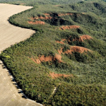 entre-“celeiro-do-mundo”-e-“guardiao-da-amazonia”,-brasil-segue-sem-solucionar-seu-dilema-ambiental