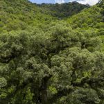 mata-atlantica-perde-2,4-milhoes-de-hectares-em-40-anos