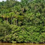 analise:-a-agenda-de-sustentabilidade-brasileira-evolui,-mas-segue-tardia-e-fragmentada