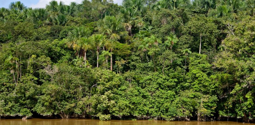 analise:-a-agenda-de-sustentabilidade-brasileira-evolui,-mas-segue-tardia-e-fragmentada